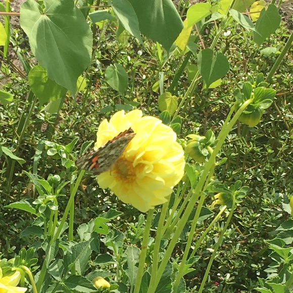 Meet your Posher, Tin - Picture 2 of 2